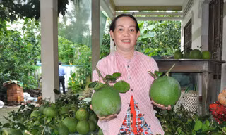 Bưởi ở Bến Tre được trồng với quy chuẩn, vùng quy quy hoạch riêng để xuất khẩu. Ảnh: Hòa Hội