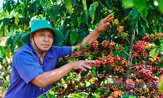 Giá cà phê tăng cao, người dân canh cánh lo ngại nạn trộm cắp tái diễn