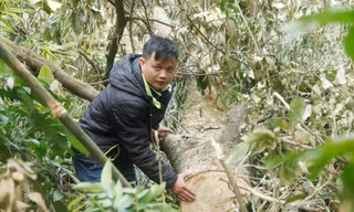 Phóng viên thường trú báo Tiền Phong tại Bắc Giang tác nghiệp điều tra chặt phá rừng Tây Yên Tử (huyện Sơn Động, tỉnh Bắc Giang)