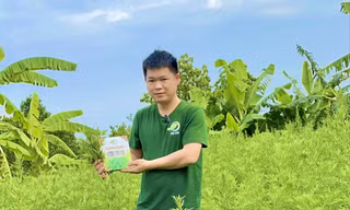 Mô hình khởi nghiệp từ cây ngải cứu giúp anh Kỹ thu về hàng tỷ đồng mỗi năm