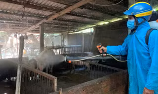 Tăng cường phun thuốc khử trùng, tiêu độc ở khu vực có dịch. Ảnh: T.H
