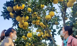 Vườn bưởi trĩu quả của nhà ông Trần Đình Én 