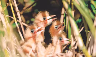 Trả nợ chim trời!