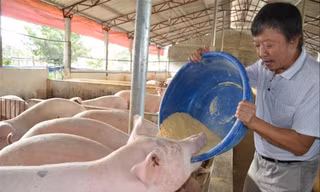 Với mức giá như hiện nay, người chăn nuôi hầu như không có lãi