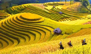 Mùa lúa chín rộ đẹp "xỉu dọc xỉu ngang", đã đến lúc xách ba-lô đi Tây Bắc săn ảnh xịn mịn!
