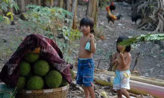 Nhớ vườn cây trái chín tuổi thơ, nhãn ngọt mít thơm tô thắm tuổi thơ tôi êm đềm