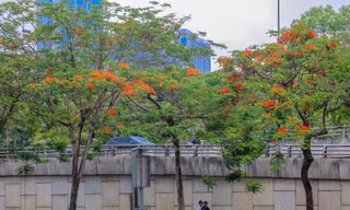 Chớm hè, hoa phượng rạo rực khắp phố phường Hà Nội