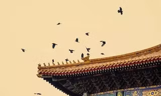 Bí ẩn Tử Cấm Thành 6 năm không bóng người nhưng vẫn có đàn quạ 'mò đến' mỗi ngày?