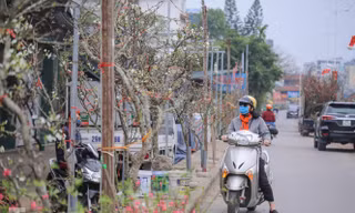 Người dân Hà Thành bỏ tiền triệu mua hoa lê chơi sau Tết
