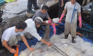 Bắt được cá mặt trăng nặng 400 kg