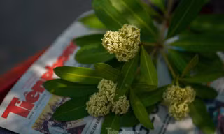 Hoa sữa nồng nàn giữa Sài Gòn 