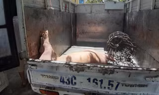 Phát hiện xe chở lợn chết từ vùng dịch về Đà Nẵng tiêu thụ