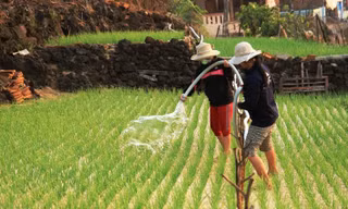 Người dân Lý Sơn tận dụng mọi diện tích đất, nguồn nước có trên đảo để trồng và chăm sóc tỏi Lý Sơn. Ảnh Nguyễn Thành