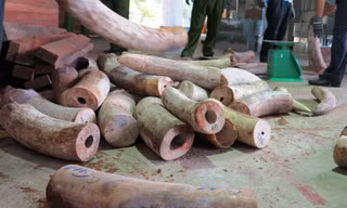 Cận cảnh hơn 9 tấn ngà voi từ châu Phi về Việt Nam