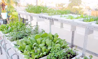 Chơi sang bậc nhất: Thuê kỹ sư chăm rau tại nhà