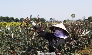 Nông dân cắt hoa hồng tại thôn Hạ Lôi, huyện Mê Linh.