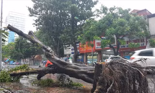 Cây xanh bật gốc sau cơn bão số 3.
