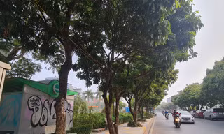 Hàng cây nhãn trên phố Vũ Tuấn Chiêu. Ảnh: Trần Hoàng