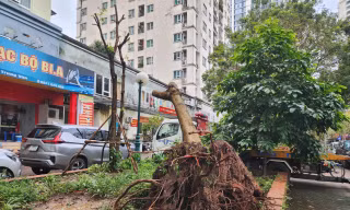 Yêu cầu kiểm điểm trách nhiệm tổ chức, cá nhân chậm khắc phục cây đổ sau bão ở Hà Nội