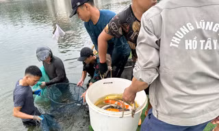 Hà Nội: Cận cảnh di chuyển toàn bộ 8 tấn cá koi khỏi hồ Đầm Đông