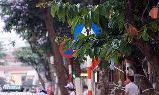 Nhiều biển báo bị che khuất trên các tuyến đường Hà Nội. Ảnh: Mạnh Thắng 