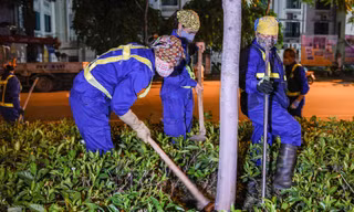 Công ty Cây xanh di dời cây phong lá đỏ trên đường Nguyễn Chí Thanh mới đây. Ảnh: Duy Phạm