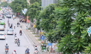 Hàng cây mới trên đường Nguyễn Chí Thanh. Ảnh: Trần Hoàng