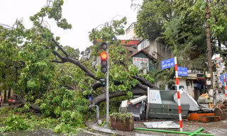 Chủ tịch Hà Nội yêu cầu khẩn trương trồng lại cây xanh nghiêng, đổ sau bão