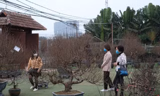 Đào Thất Thốn đang được chăm sóc kỹ càng chờ "bung hoa" dịp Tết