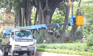 Hà Nội chăm sóc 'đặc biệt' cho cây đa tâm linh trăm tuổi