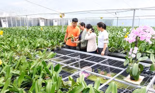 Nông nghiệp Hà Nội chuyển hướng với những mô hình mang lại giá trị kinh tế cao. Ảnh minh họa