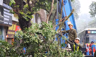 Hà Nội sẽ kiểm soát cây xanh bằng phần mềm hiện đại