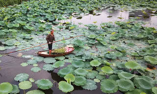 Dùng vôi bột xử lý phèn mặn để trồng sen Hồ Tây