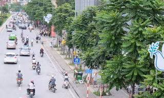 Hàng loạt cây xanh xoà bóng mát sau hơn 1 năm trồng mới