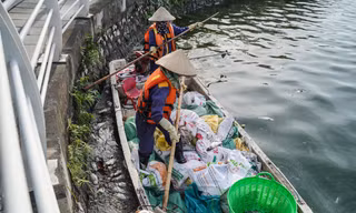 Đề xuất 'đánh tỉa' cá nguy hại để bảo vệ môi trường hồ Tây