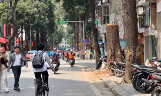 Công an xác minh nguyên nhân 3 cây sao đen trăm tuổi chết khô trên phố Lò Đúc