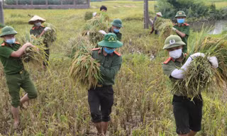 Công an lội ruộng gặt lúa giúp các trường hợp F1, F2 đang phải cách ly 