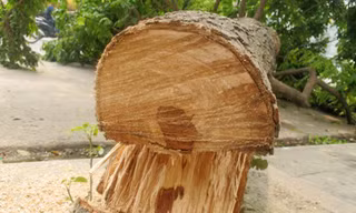 Sưa đỏ bị cưa trộm trên phố