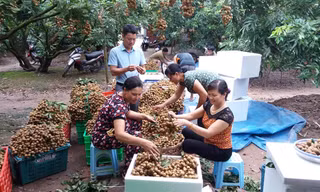 Tạo nhiều việc làm cho lao động nữ, thúc đẩy bình đẳng giới