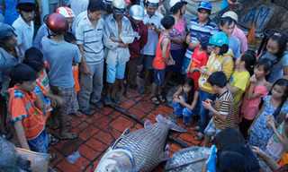 Cào lưới trên sông, ngư dân bắt được cá hô 'khổng lồ'