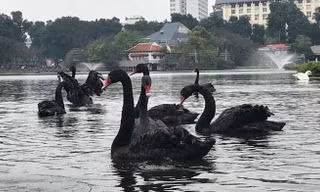 Hà Nội: Đàn thiên nga nuôi ở hồ Thiền Quang chết một nửa