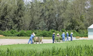 Quy trình thu hái, bảo tồn dược liệu rau đắng đất.