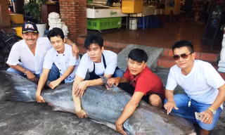 Con cá tra dầu dài khoảng 2m có trọng lượng 210kg 