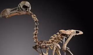 Bộ xương chim dodo tuyệt chủng được bán với giá 430.000 USD. Ảnh: Summer's Place Auctions.