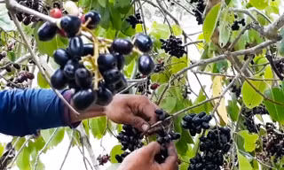 Trèo thang hái trâm rừng kiếm tiền triệu mỗi ngày