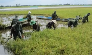 Nông dân Đồng Tháp Mười đắp đê, bơm nước cứu lúa