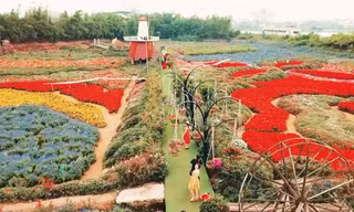 Thung lũng hoa rộng 70 ha ở Hà Nội