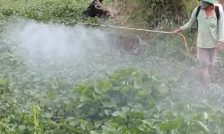 Nông dân phun thuốc diệt lục bình dày đặc trên sông