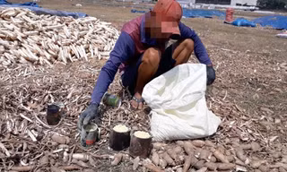 Khoai mì 'ủ hóa chất' thành đông dược