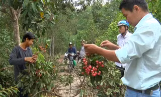 Vải rừng 30 năm mới cho trái ở vùng Thất Sơn, An Giang